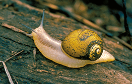 Green snail