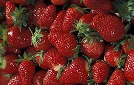 Updated import conditions for WA strawberry fruit trade