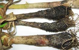 Vegetable growers encouraged to check for white rot