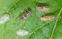 New veggie pest found in WA