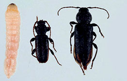 European house borer