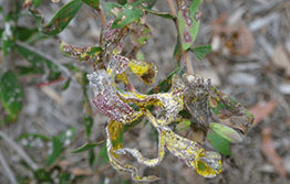 Myrtle rust
