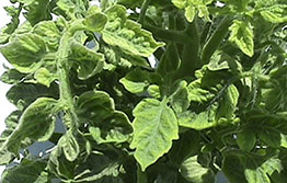 Tomato yellow leaf curl virus