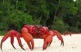 A red hot idea to save Christmas Island’s famous red crabs