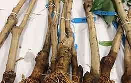 Coffee borer in lychee plants from Taiwan